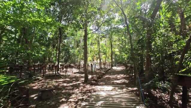Caminho por api&aacute;rio na floresta