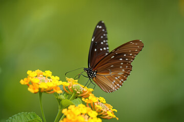 Obraz premium Brown Butterfly Resting on Yellow Flowers in a Serene Garden Setting A Captivating Image of Nature's Beauty with Soft Focus and Delicate Details