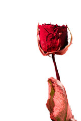 【透過PNG】赤いストロボ光に照らされたドライフラワーのバラの切り抜き素材。縦位置
