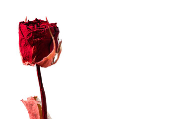 【透過PNG】赤いストロボ光に照らされたドライフラワーのバラの切り抜き素材