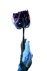 【透過PNG】青い光に包まれたドライフラワーのバラ：フォーカススタックによるゴシックで神秘的な切り抜き素材。縦位置
