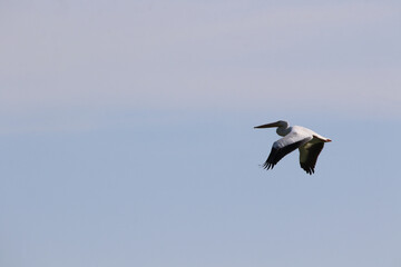 Fototapeta premium American white pelican bird in flight