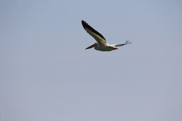American white pelican bird in flight