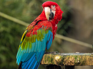 Ara Chloroptère © Ludovic