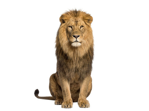 African lion sitting front view, isolated on transparent background (PNG)
