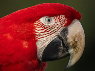 Ara Chloroptère © Ludovic