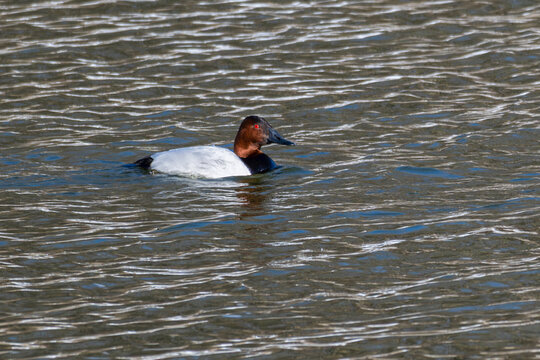 Canvasback duck swimming in a lake.
