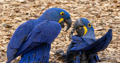 Ara Hyacinthe © Ludovic