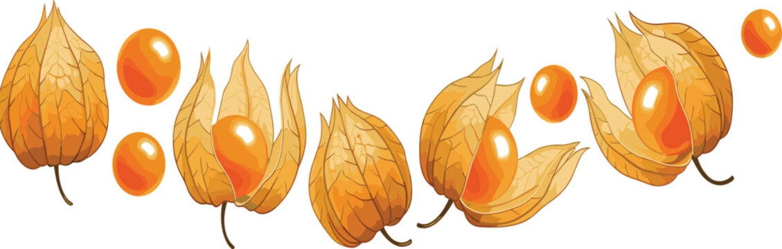 Cape Gooseberry Physalis Vector Set with Golden Husk and Fresh Ripe Fruits Isolated Exotic Organic Berry for Healthy Food Packaging Design.