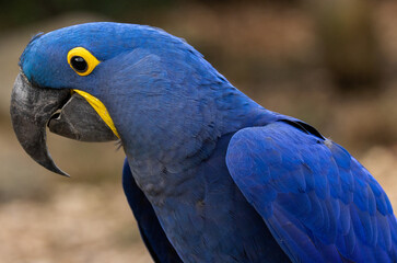 Ara Hyacinthe © Ludovic