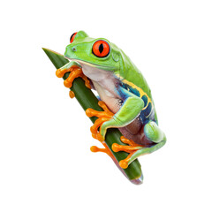 Obraz premium A vibrant green frog perched on a leaf with distinctive red eyes and orange webbed feet. isolated on transparent background