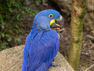 Obraz premium Ara Hyacinthe