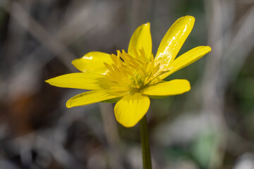 Yellow lesser celandine flowers bloom on glade in springtime. Small floret of ficaria verna is herbaceous plant growth on meadow. Spring buttercup ranunculus ficaria in wildlife. Wildflower early. © IhorStore