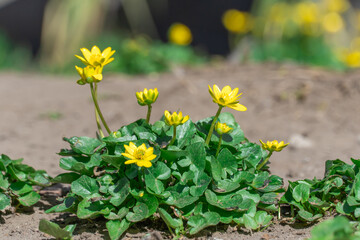 Yellow lesser celandine flowers bloom on glade in springtime. Small floret of ficaria verna is herbaceous plant growth on meadow. Spring buttercup ranunculus ficaria in wildlife. Wildflower early. © IhorStore