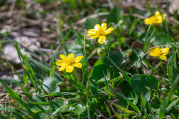 Yellow lesser celandine flowers bloom on glade in springtime. Small floret of ficaria verna is herbaceous plant growth on meadow. Spring buttercup ranunculus ficaria in wildlife. Wildflower early. © IhorStore