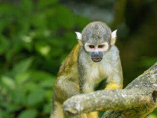 Obraz premium Saimiri