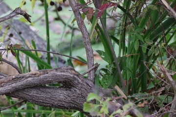 landscape view of wetland vegetation