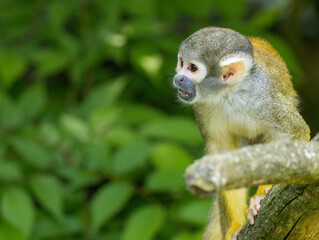 Obraz premium Saimiri