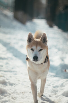 siba inu portrait