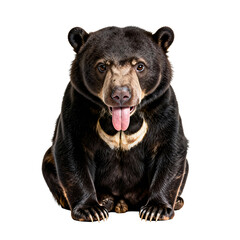 Obraz premium A black bear sitting with its tongue out on a white background. isolated on transparent background