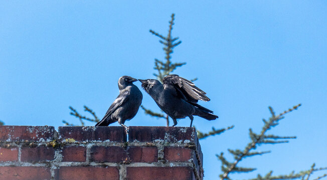 Two jackdaws interacting on rooftop chimney