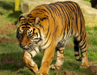 Naklejka premium Tigre de Sumatra