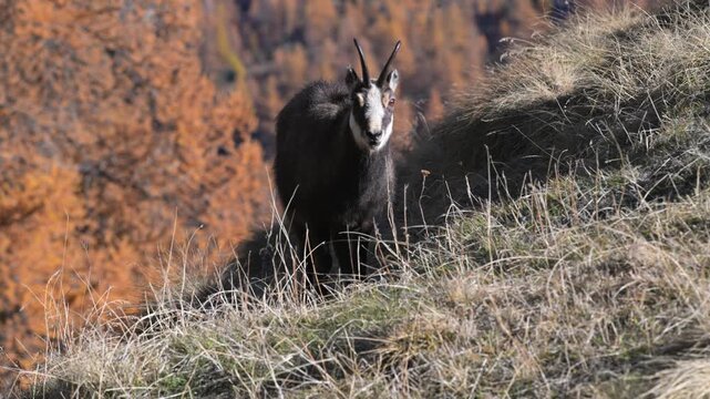 Rupicapra rupicapra, slow motion, chamois, fall, AUTUMN, search for food, close-up, Gran Paradiso National Park, Cogne, Valnontey, Valle d'Aosta, Italy, no people,