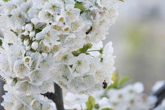 A branch of cherry blossoms blooming in spring Photographed with telescope zoom lens.