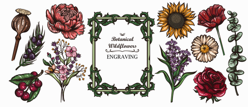 Botanical wildflowers engraved set with flowers, leaves, berries, seed pods, herbs and natural plant elements in engraving style. Vintage botanical engraving, vector illustration.