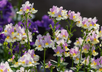 Fototapeta premium Nemesia flowers blooming during summer in garden. Colorful floral display of fresh pink lilac and yellow petals. Dublin, Ireland