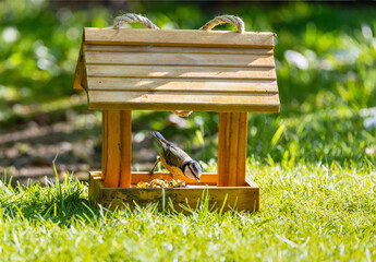 Eurasian Blue tit "Cyanistes caeruleus" feeding on bird food in cute wooden bird house on grass. Bright summer sunshine in garden. Dublin, Ireland © Nicola.K.photos