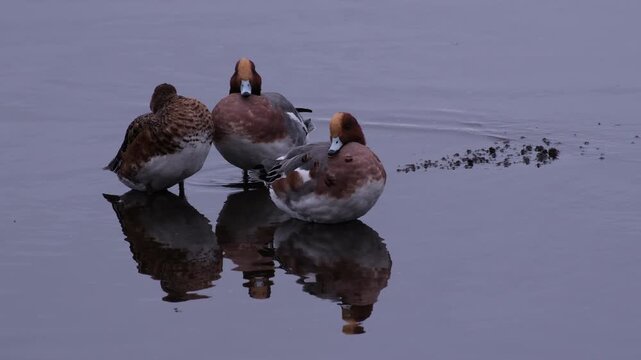 Beautiful male mallard duck preening and drinking water at Yamanaka Lake  , Japan 
