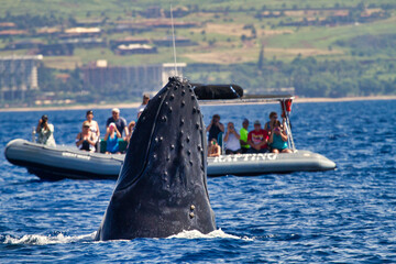 Humpback whale breaching in front of a whale watch raft. © manuel