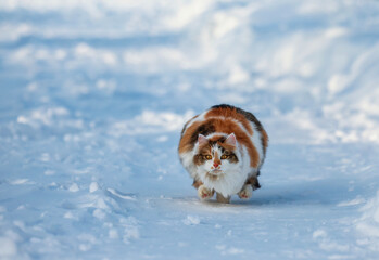 A young fluffy cat runs through the snow in a winter garden directly at the camera