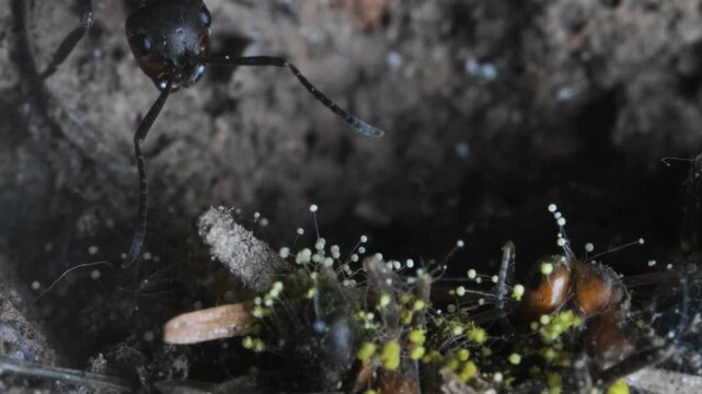 ant infected by fungus, underground, Formica rufa, artificial anthill, Cordyceps, ascomycete fungi, zombie ant dying Codyceps fungi,