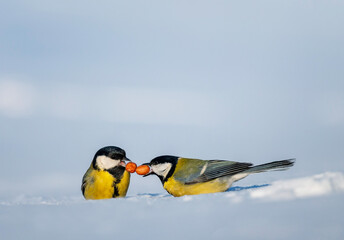 Two titmice with peanuts in their beaks sit in the snow in a winter park © nataba