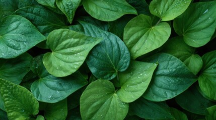 High-resolution studio photo background of Houttuynia cordata leaves
