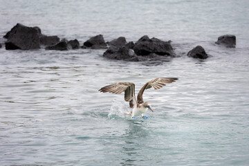 Naklejka premium Blue-footed booby (Sula nebouxii) landing on ocean surface with splash, Galapagos Islands, Ecuador