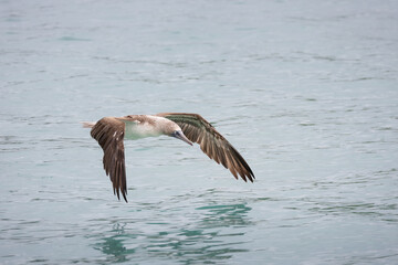 Naklejka premium Blue-footed booby (Sula nebouxii) in flight over the ocean, Galapagos Islands, Ecuador