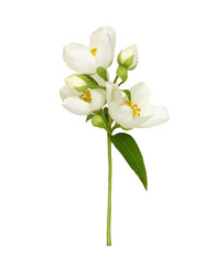 Obraz premium Sprig of Jasmine (Philadelphus) flowerss and buds isolated on white or transparent background