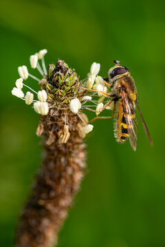 Babka lancetowata - Plantago lanceolata, Bzyg - Syrphidae
