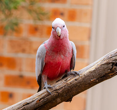 galah on a branch