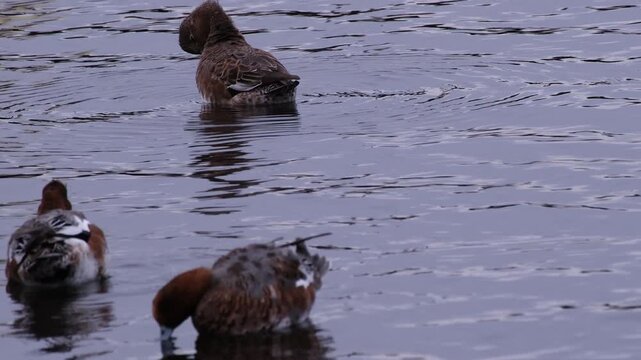 Beautiful male mallard duck preening and drinking water at Yamanaka Lake  , Japan 
