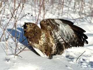 Frozen deceased common buzzard (Buteo buteo) lying in snowy winter field after extreme cold weather, wild bird of prey in natural Baltic environment.