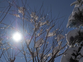 Blask kropelek wody, lód na gałązkach  © EwaAF