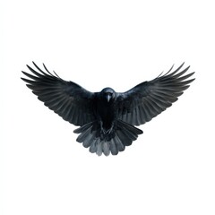 Obraz premium Majestic raven with outstretched wings in flight on white background