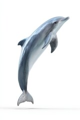 Obraz premium Graceful dolphin leaping against white background in mid-air pose