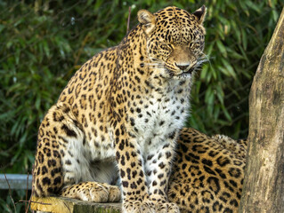 Naklejka premium Panthère de Perse