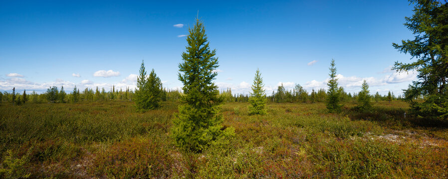 Summer northern wide panoramic landscape of forest tundra with spruce trees against the background of clear blue sky