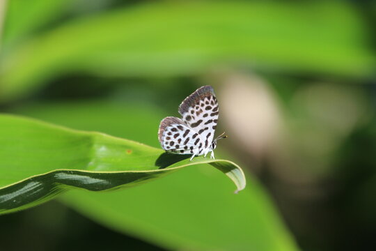 Taraka hamada Resting on Leaf &ndash; Small Lycaenid Butterfly Macro Close Up
